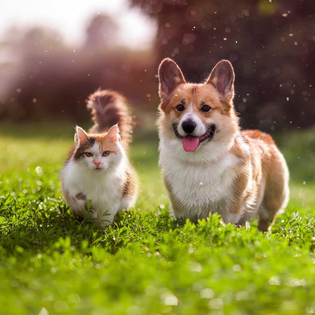Produits vétérinaires, Pharmacie de Puymaret, Malemort, Brive-la-Gaillarde